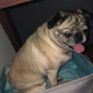 Meet your Posher, Corey